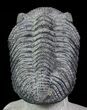 Drotops Trilobite With White Patina - Killer Specimen #69755-5